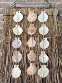 Flaches Windspiel, Jakobsmuschel